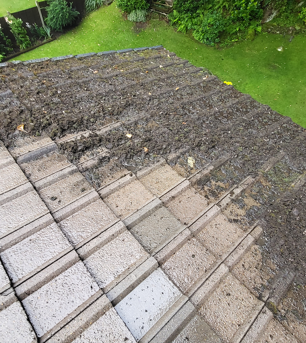 roof cleaning company